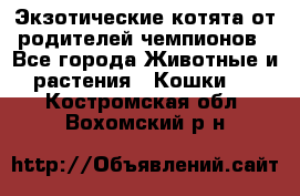  Экзотические котята от родителей чемпионов - Все города Животные и растения » Кошки   . Костромская обл.,Вохомский р-н